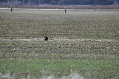 DSC_5861 (Large).JPG